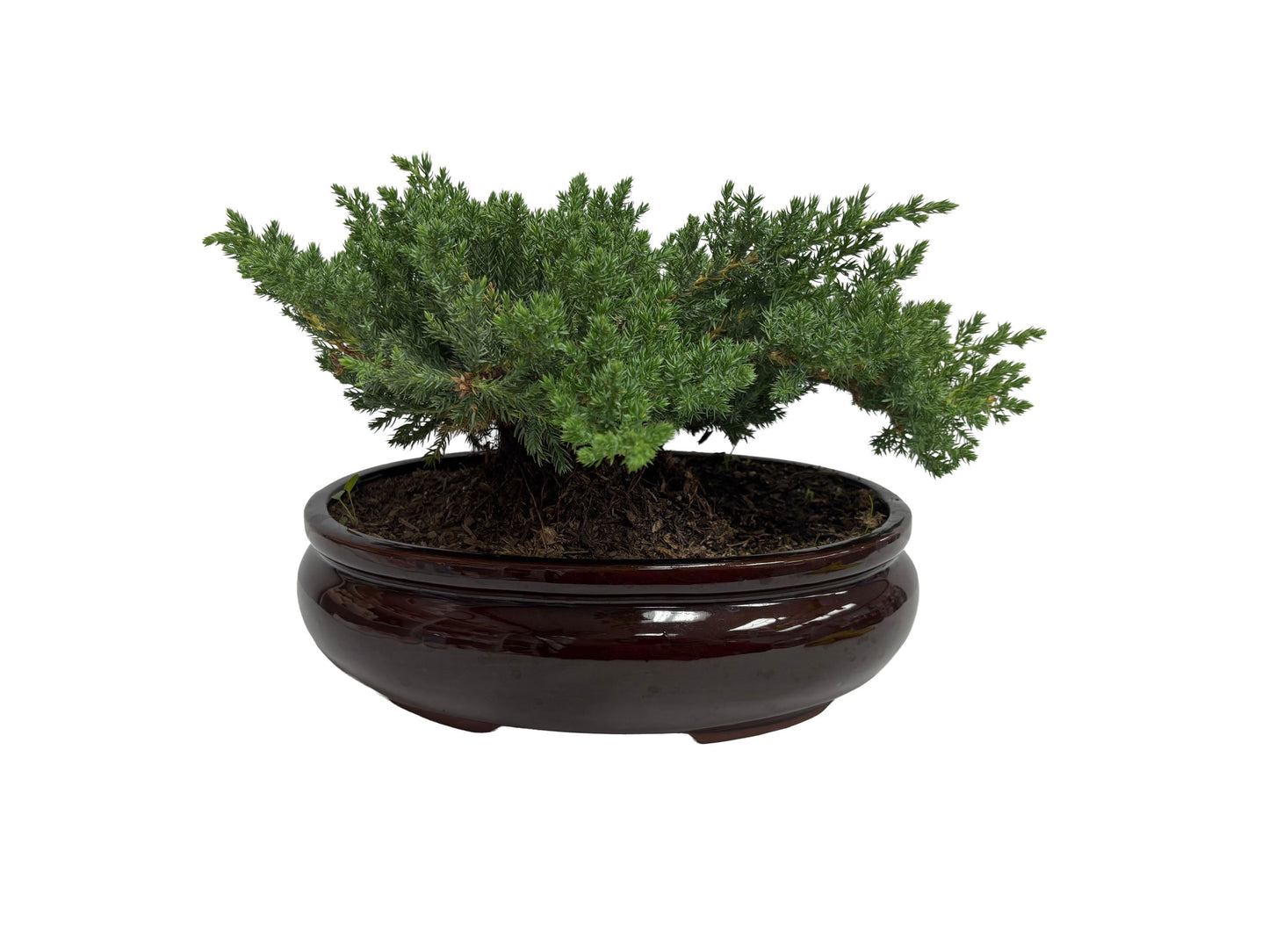 The Classic Juniper Bonsai - Flower Gallery