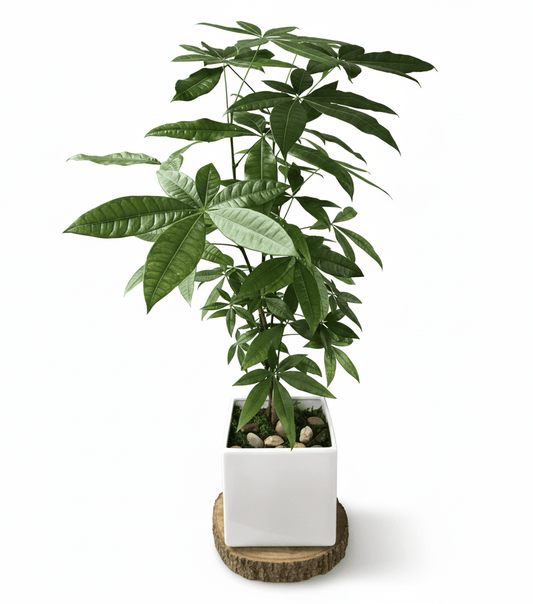 Potted Money Tree plant with green leaves