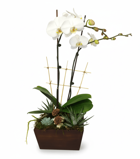A modern plant arrangement featuring two white Phalaenopsis orchid plants with blooms and buds, supported by bamboo stakes, surrounded by various green succulents, moss, and small decorative elements, all housed in a dark brown square pot, against a pure white background.