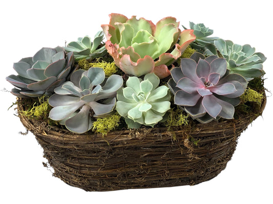 Succulent Basket