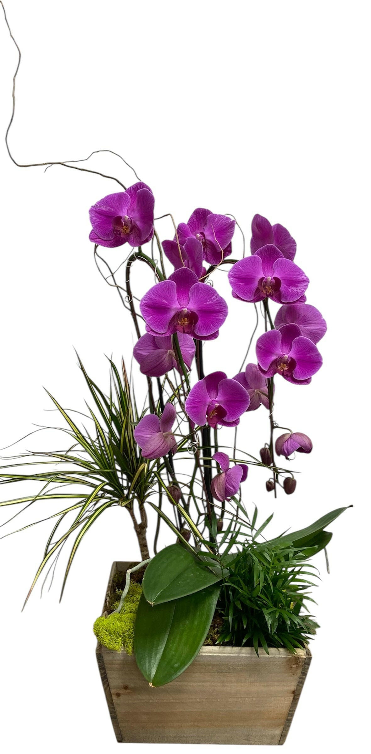 Orchid Plants