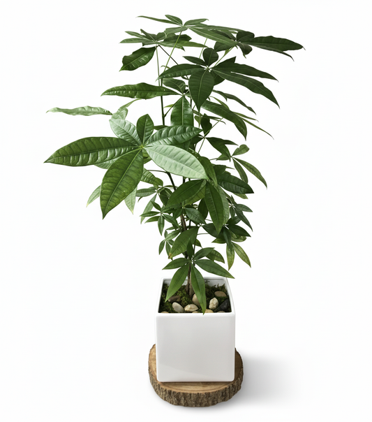 Potted Money Tree plant with green leaves 