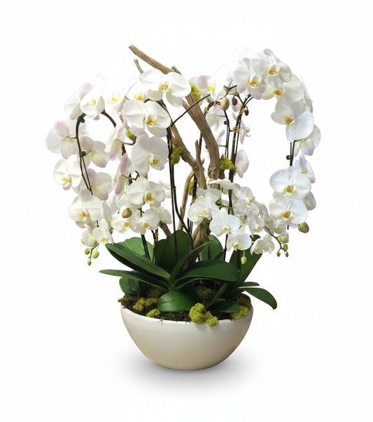 White orchid plant in a decorative pot on a white background