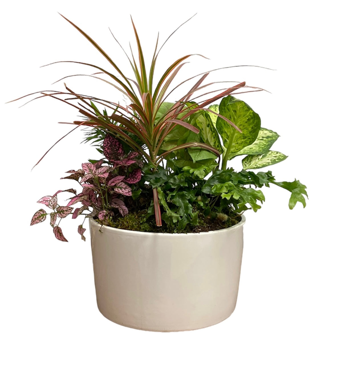 Potted plant with various green and purple leaves on a white background