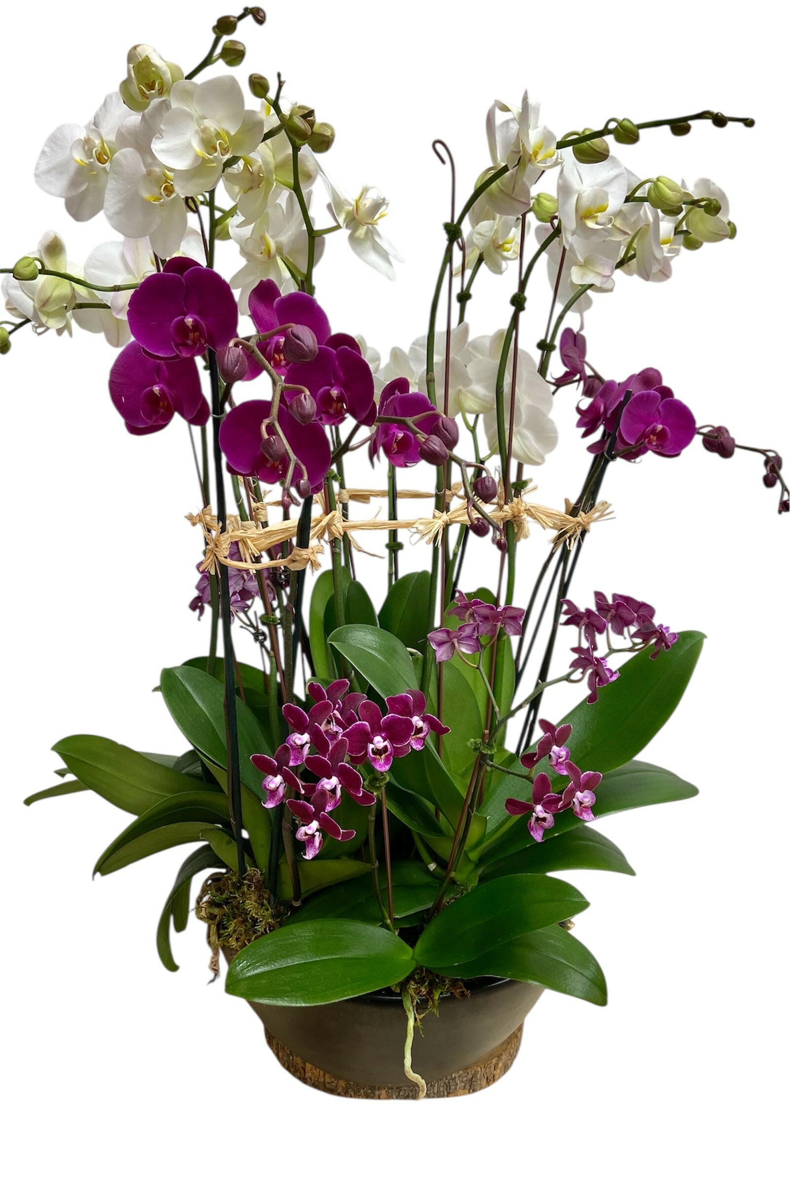 Orchid plant with purple and white flowers in a pot on a white background