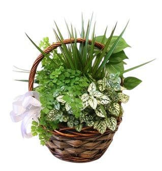 Wicker basket with green plants and a white ribbon on a white background