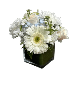 A compact floral arrangement in a clear glass cube vase, featuring a prominent white gerbera daisy, white roses, white mums, and soft blue hydrangea, against a pure white background.