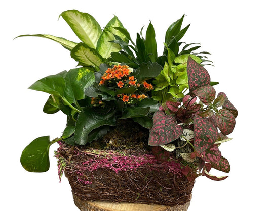 Decorative pot with assorted green plants and flowers on a white background