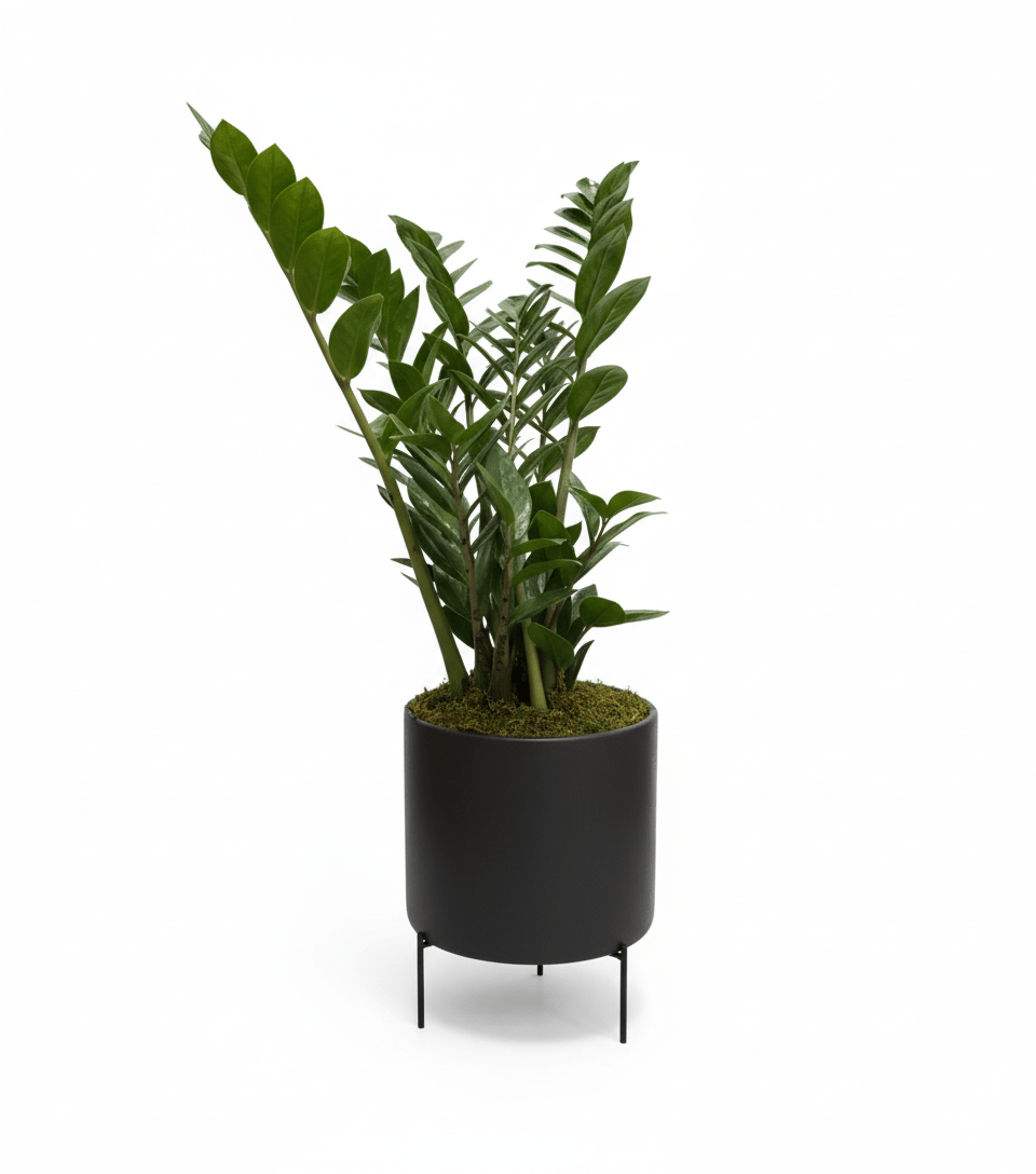 Potted zamofilia plant with green leaves on a white background