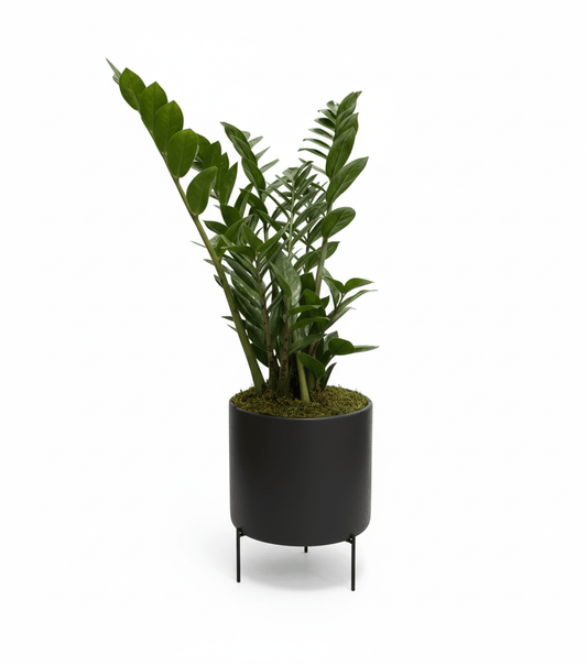 Potted zamofilia plant with green leaves on a white background