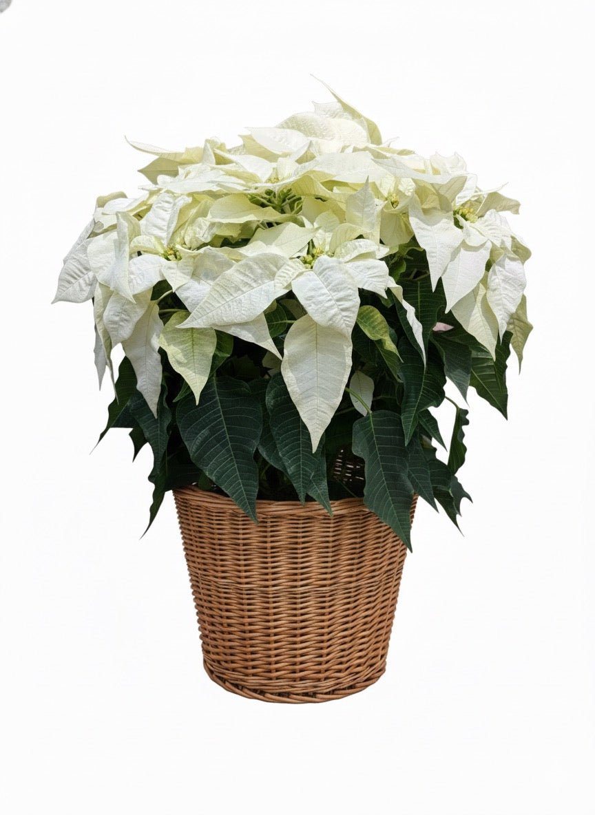 Red Holiday Poinsettia - Flower Gallery