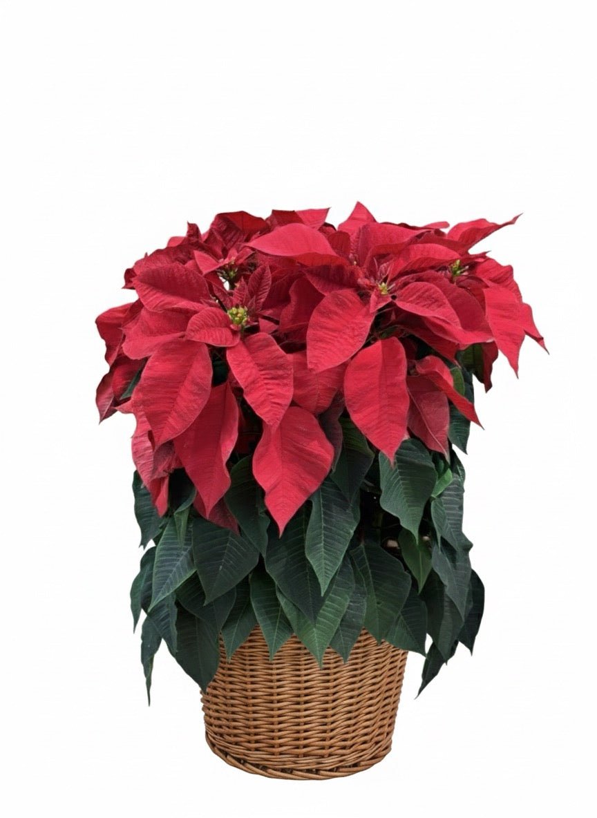 Red Holiday Poinsettia - Flower Gallery