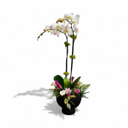 Orchid Noir