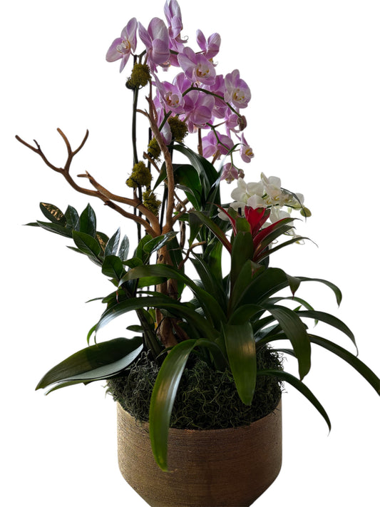 Golden Grace Orchid