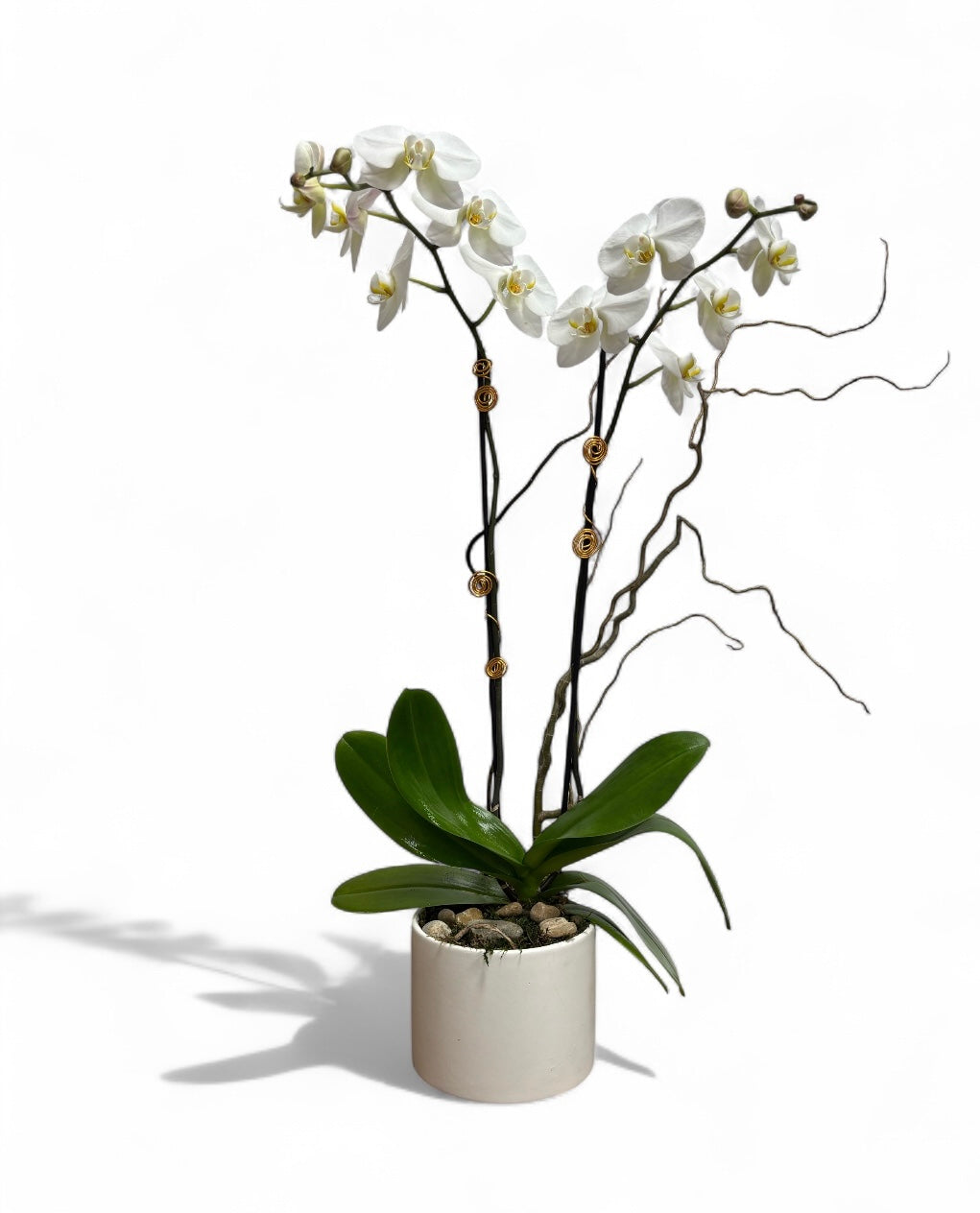 Luxe Botanica