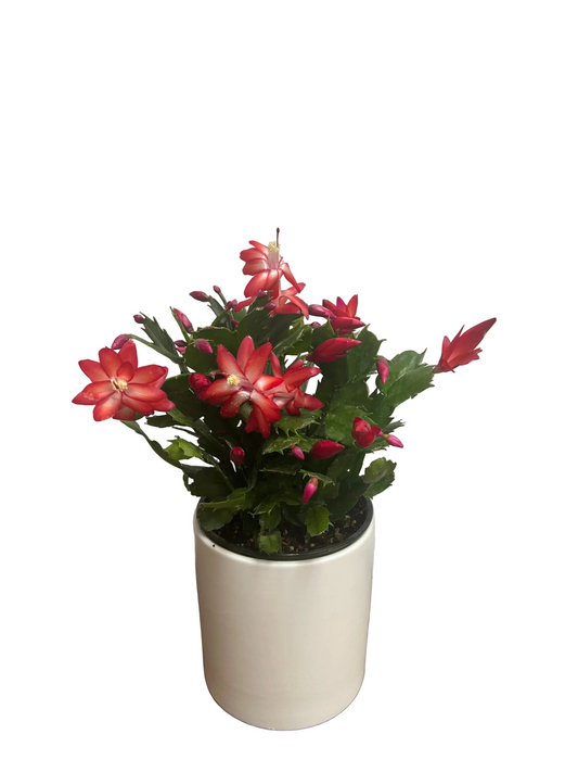 Christmas Cactus