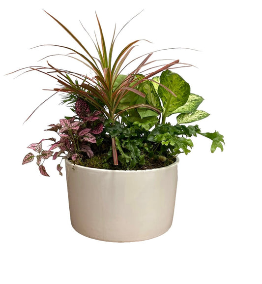 Potted plant with various green and purple leaves on a white background