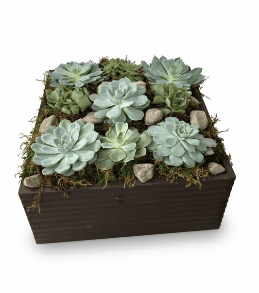 A modern square dark wooden planter box filled with an assortment of blue-green and green rosette succulents, natural moss, and decorative grey river stones.