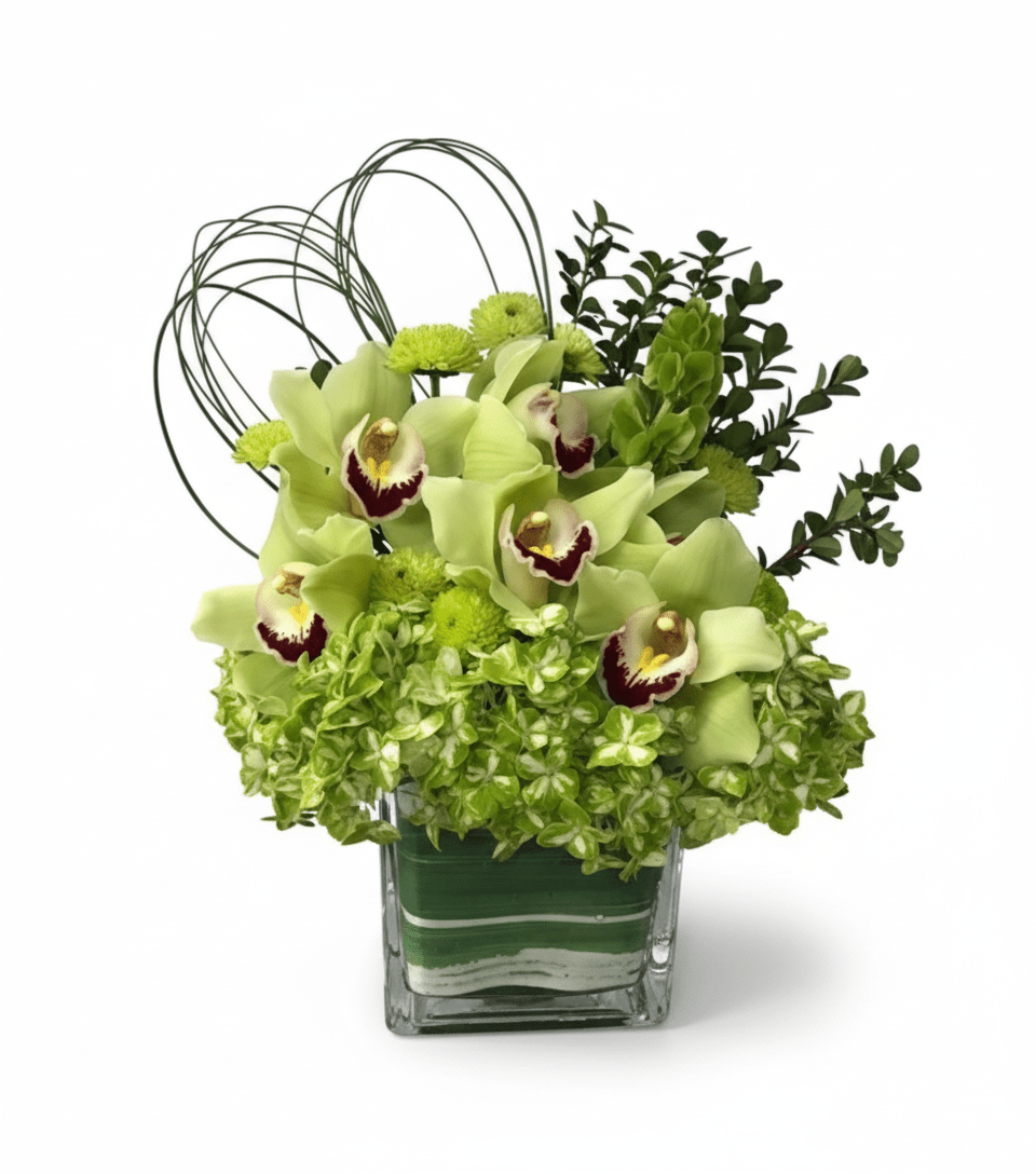A modern green floral arrangement featuring lime green cymbidium orchids, green button mums, green hydrangeas, eucalyptus, and decorative wire loops in a square glass vase with green ribbon accents.