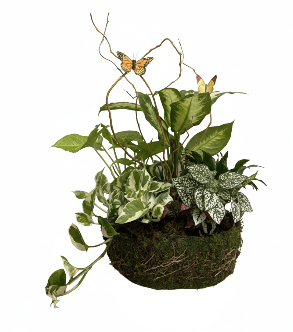 Mixed indoor plant arrangement named 'Lush Green' with pothos, polka dot plant, and other foliage, in a natural moss pot with butterflies, isolated on white.
