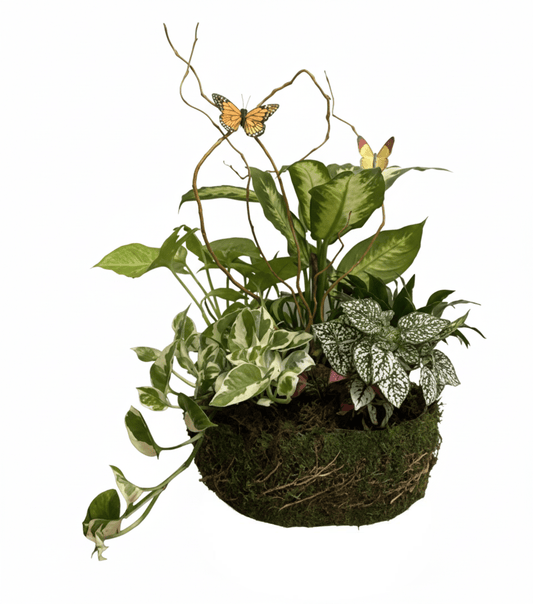Mixed indoor plant arrangement named 'Lush Green' with pothos, polka dot plant, and other foliage, in a natural moss pot with butterflies, isolated on white.