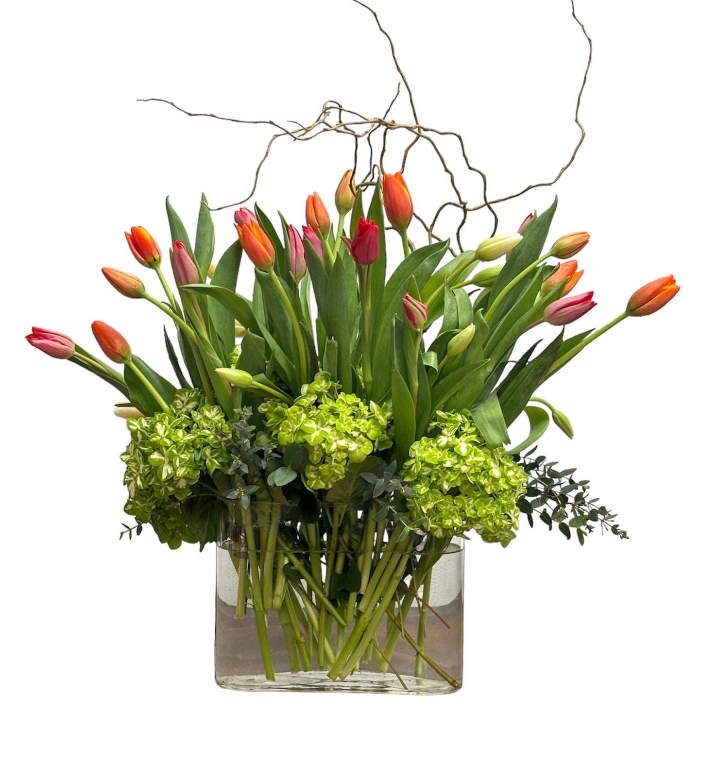 Bouquet of red and pink tulips with green hydrangeas in a clear glass vase on a white background