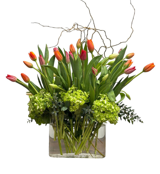 Bouquet of red and pink tulips with green hydrangeas in a clear glass vase on a white background