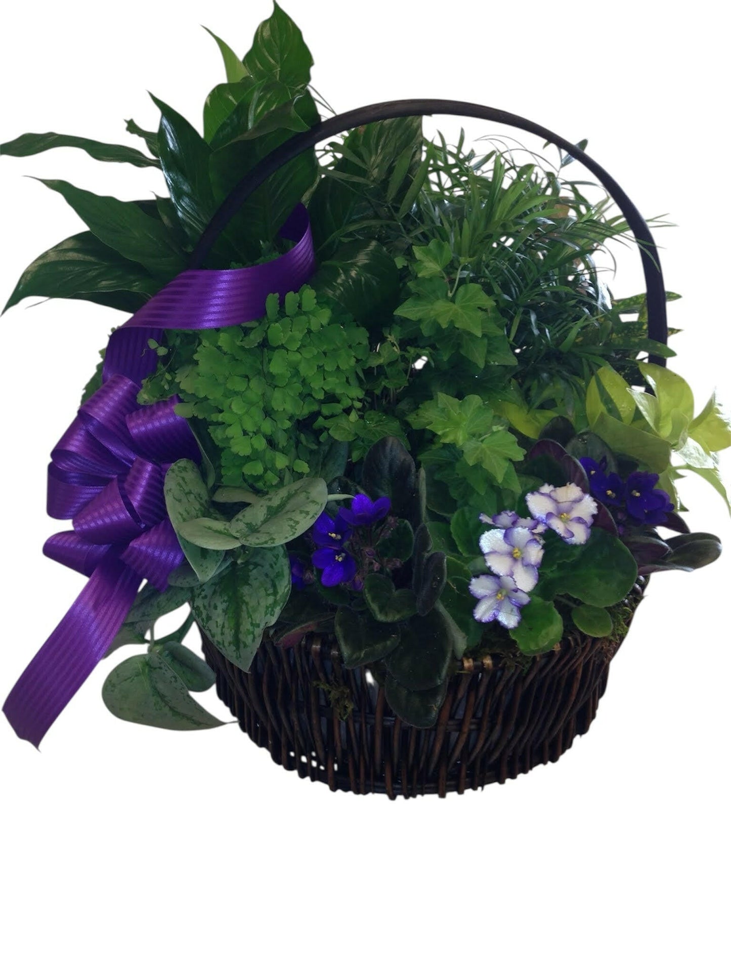 Basket of green plants and flowers with a purple ribbon on a white background