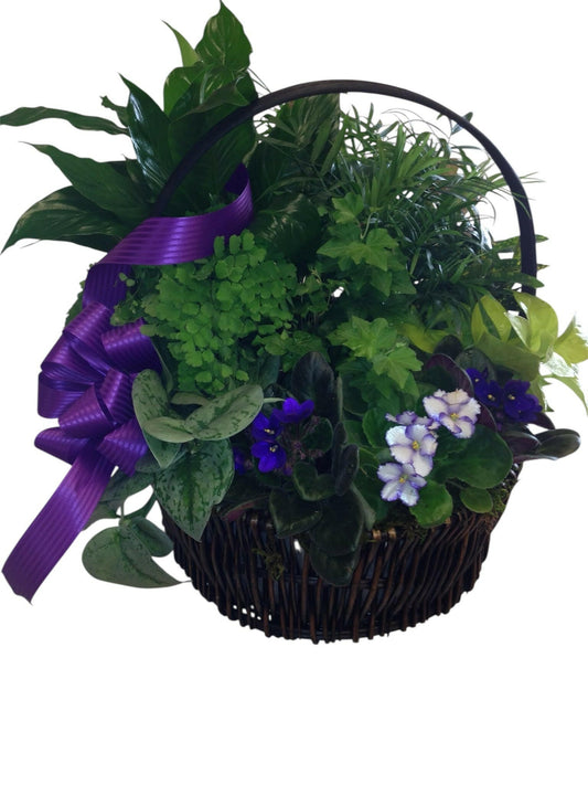 Basket of green plants and flowers with a purple ribbon on a white background